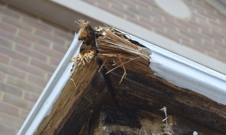 Wood Rot Repair Services