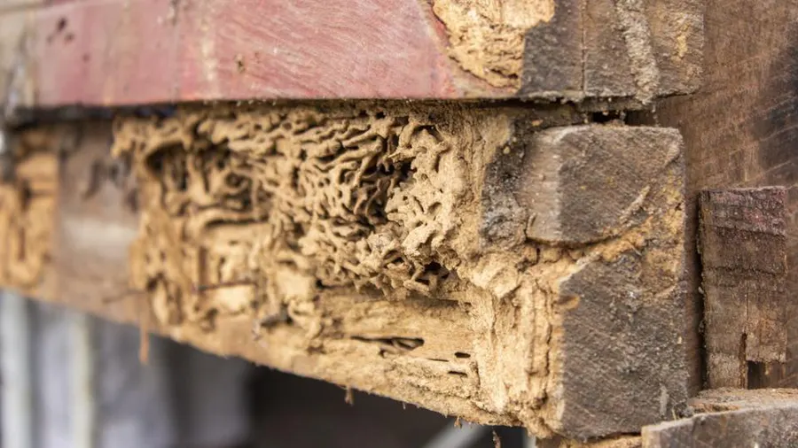 Wood Rot and Damage in Homes