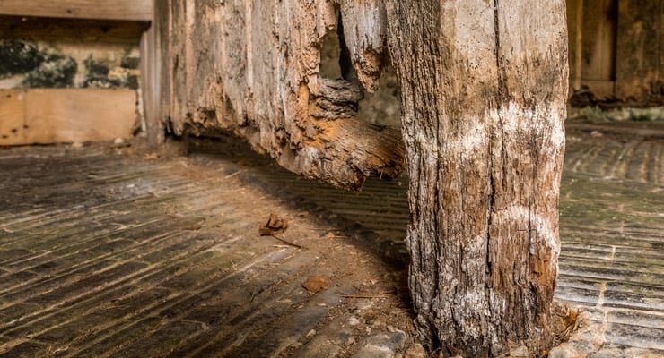 Wood Rot and Structural Wood Damage