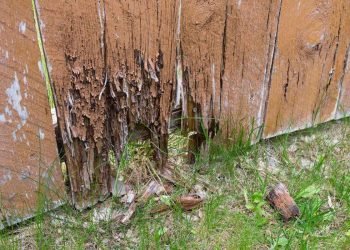 Wood Damage & Dry Rot Repair 6_11zon